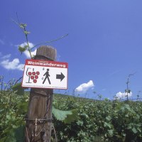 Ein Schild des Stuttgarter Weinwanderwegs an einem Holzpfosten inmitten eines Weinbergs unter blauem Himmel., &copy; Stuttgart-Marketing GmbH