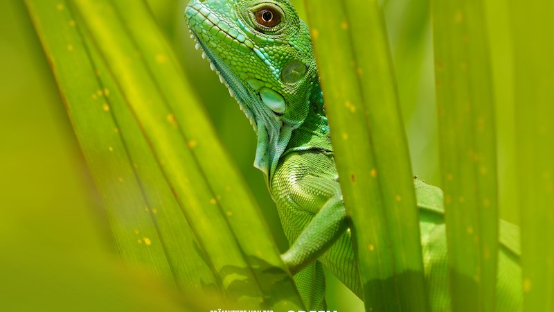 Ein gr&uuml;ner Leguan lugt zwischen Bl&auml;ttern hervor. Text: Pr&auml;sentiert von der Heinz Sielmann Stiftung, GREEN SCREEN TOUR 25/26., &copy; Moving Adventures Medien GmbH