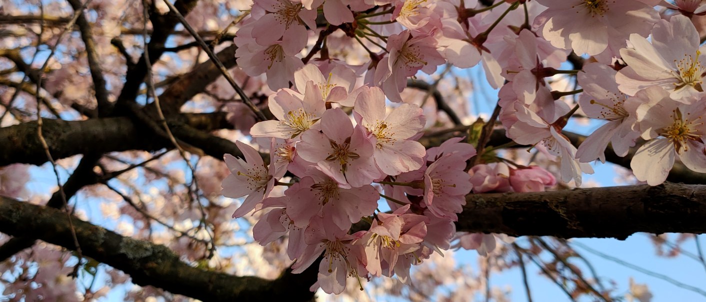 Nahaufnahme von rosa Kirschblüten an einem Baum, die vor einem klaren blauen Himmel blühen., © SMG