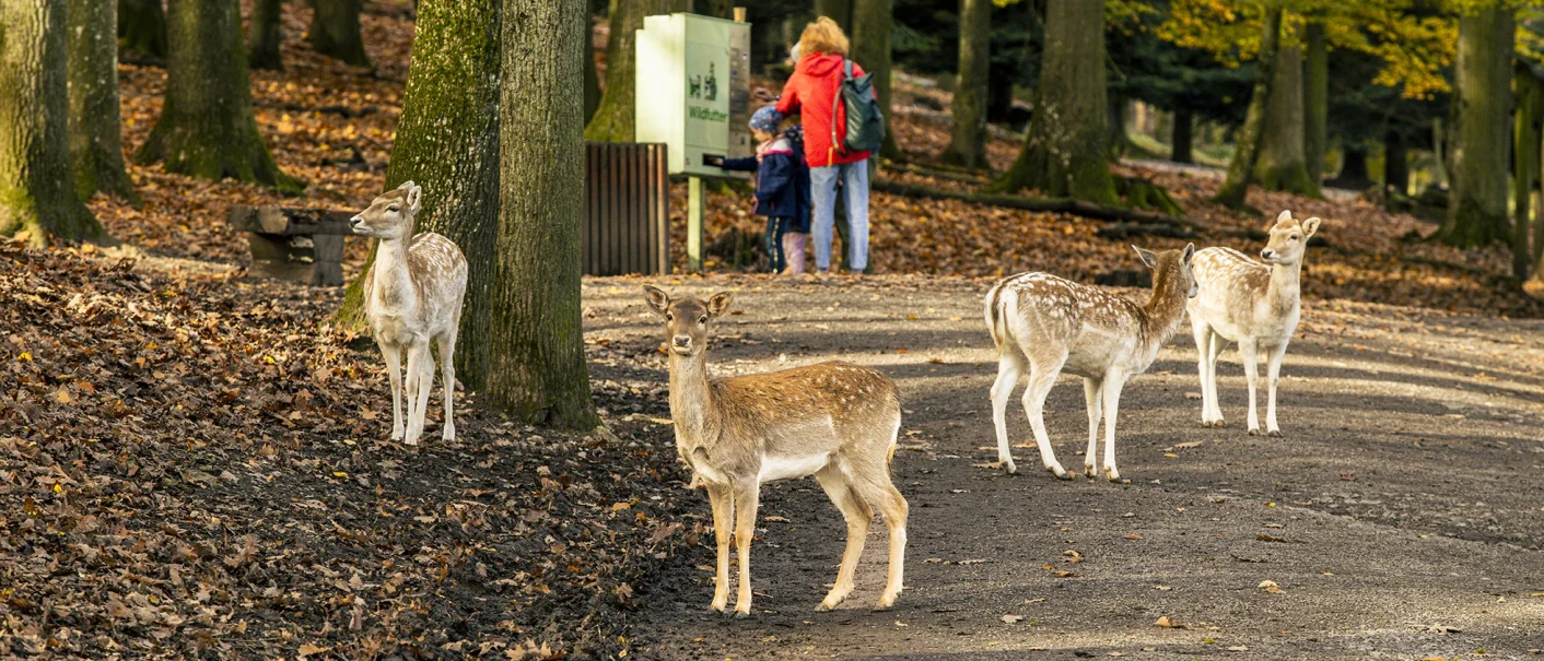 Four fallow deer are standing on a forest path in the Cleebronn Forest Paradise; in the background, two people can be seen at a feeding station., © SMG, Sarah Schmid Four fallow deer are standing on a forest path in the Cleebronn Forest Paradise; in the background, two people can be seen at a feeding station., © SMG, Sarah Schmid
