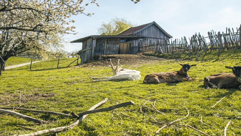 Ziegen liegen auf einer grünen Wiese im Freilichtmuseum Beuren. Im Hintergrund sind ein Holzzaun und eine Hütte zu sehen., © SMG, Sarah Schmid Ziegen liegen auf einer grünen Wiese im Freilichtmuseum Beuren. Im Hintergrund sind ein Holzzaun und eine Hütte zu sehen., © SMG, Sarah Schmid