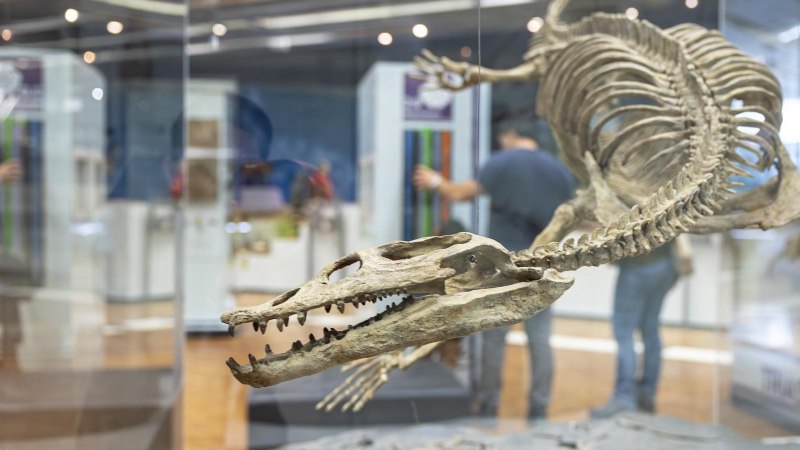 A skeleton of a prehistoric animal is on display in a glass case in the Museum am L&ouml;wentor. Visitors view the exhibition., &copy; Stuttgart Marketing GmbH, Sarah Schmid