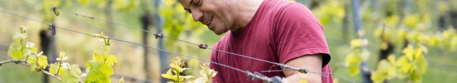 A man in a red T-shirt tending vines in a green vineyard., © Weingut Zaiß