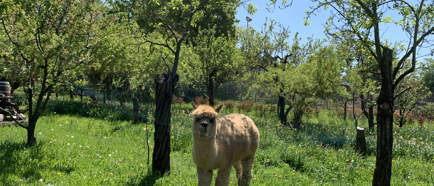 Ein Alpaka steht auf einer grünen Wiese, umgeben von Bäumen, unter einem klaren blauen Himmel., © Württemberg Alpakas