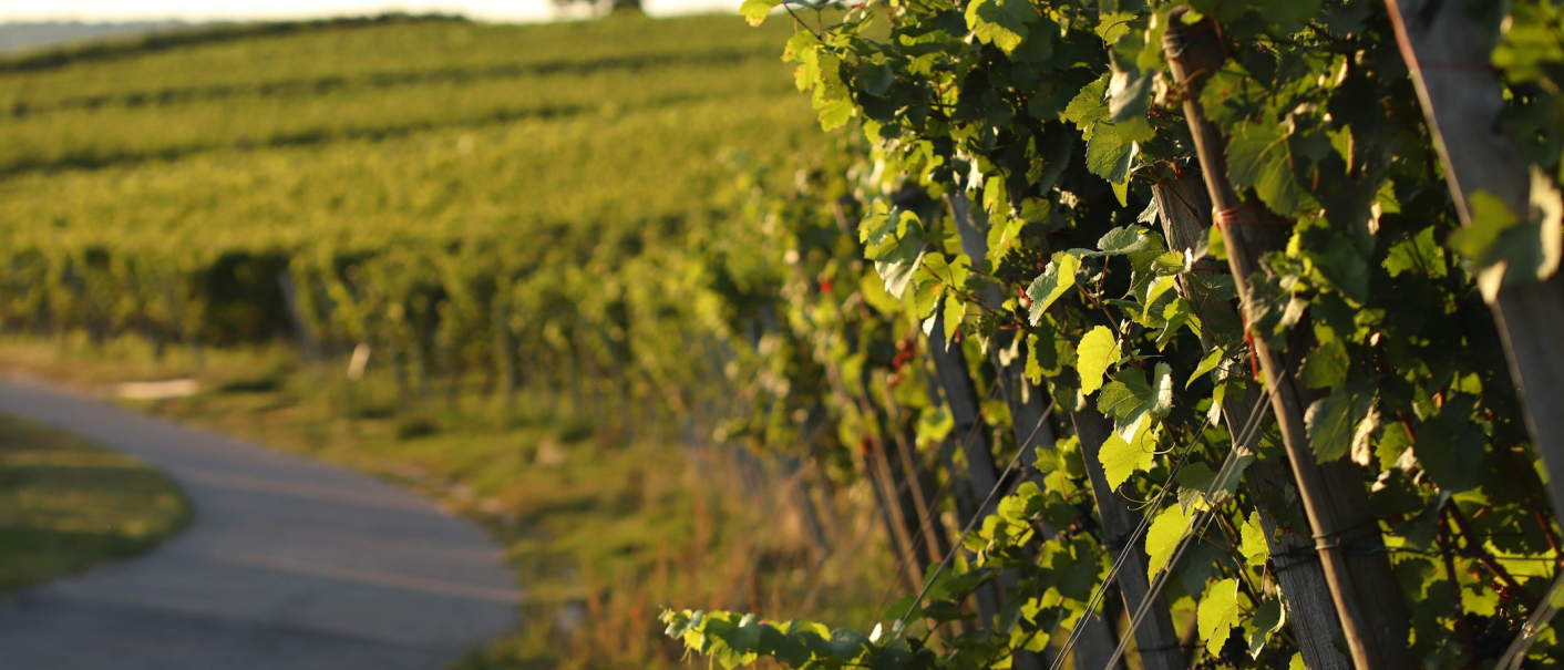 Weinreben im Sonnenlicht entlang eines geschwungenen Weges in einem Weinberg. Die Blätter sind grün und dicht, die Landschaft wirkt idyllisch., © Weinbau Glock und Sohn GbR