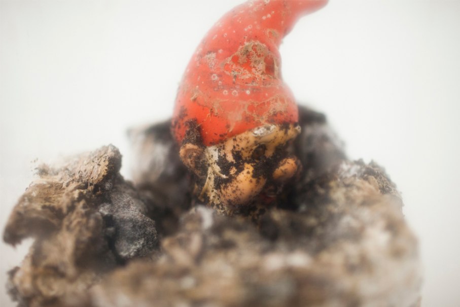 A garden gnome made of chocolate with a red cap, partially covered in soil and mold. Work of art by Dieter Roth, 1972., &copy; &copy;Dieter Roth Estate / Courtesy Hauser & Wirth