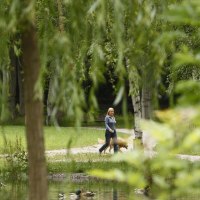 A woman walks with a dog in Stuttgart Palace Gardens. Trees and a pond with ducks can be seen in the foreground., &copy; Stuttgart-Marketing GmbH, Christoph D&uuml;pper