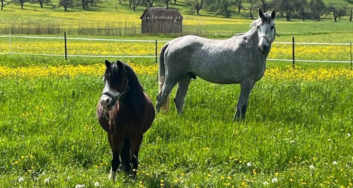 Ponys im Naturpark Schwäbisch-Fränkischer Wald, © Schwäbischer Wald Tourismus e. V. | Naturpark Schwäbisch-Fränkischer Wald Ponys im Naturpark Schwäbisch-Fränkischer Wald, © Schwäbischer Wald Tourismus e. V. | Naturpark Schwäbisch-Fränkischer Wald