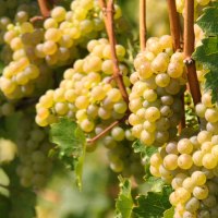 Weiße Trauben hängen an einem Weinstock, umgeben von grünen Blättern, in der Sonne leuchtend., © SMG