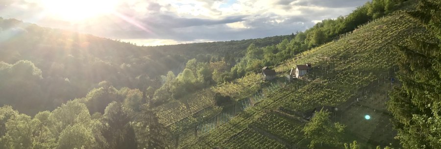 Sonnenuntergang &uuml;ber einem Weinberg im D&uuml;rrbachtal. Die Sonne strahlt &uuml;ber die H&uuml;gel, w&auml;hrend kleine H&uuml;tten zwischen den Reben stehen., &copy; Gut Rohreck