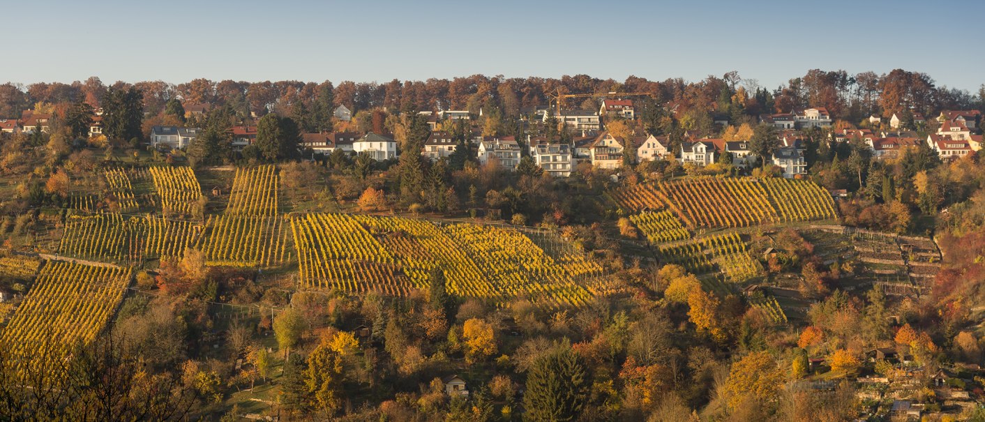 Herbstliche Weinberge in Rohracker mit buntem Laub und Häusern im Hintergrund unter klarem Himmel., © Steilwerk Rohracker