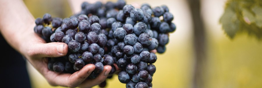 Hands are holding freshly harvested, dark purple grapes with droplets of water. The background is out of focus and greenish., © © Weingut Schwarz Hands are holding freshly harvested, dark purple grapes with droplets of water. The background is out of focus and greenish., © © Weingut Schwarz