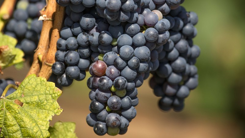 Weinberg, &copy; SMG, Achim Mende