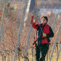 Christel Currle pruning the shoots, &copy; SMG, Thomas Niederm&uuml;ller