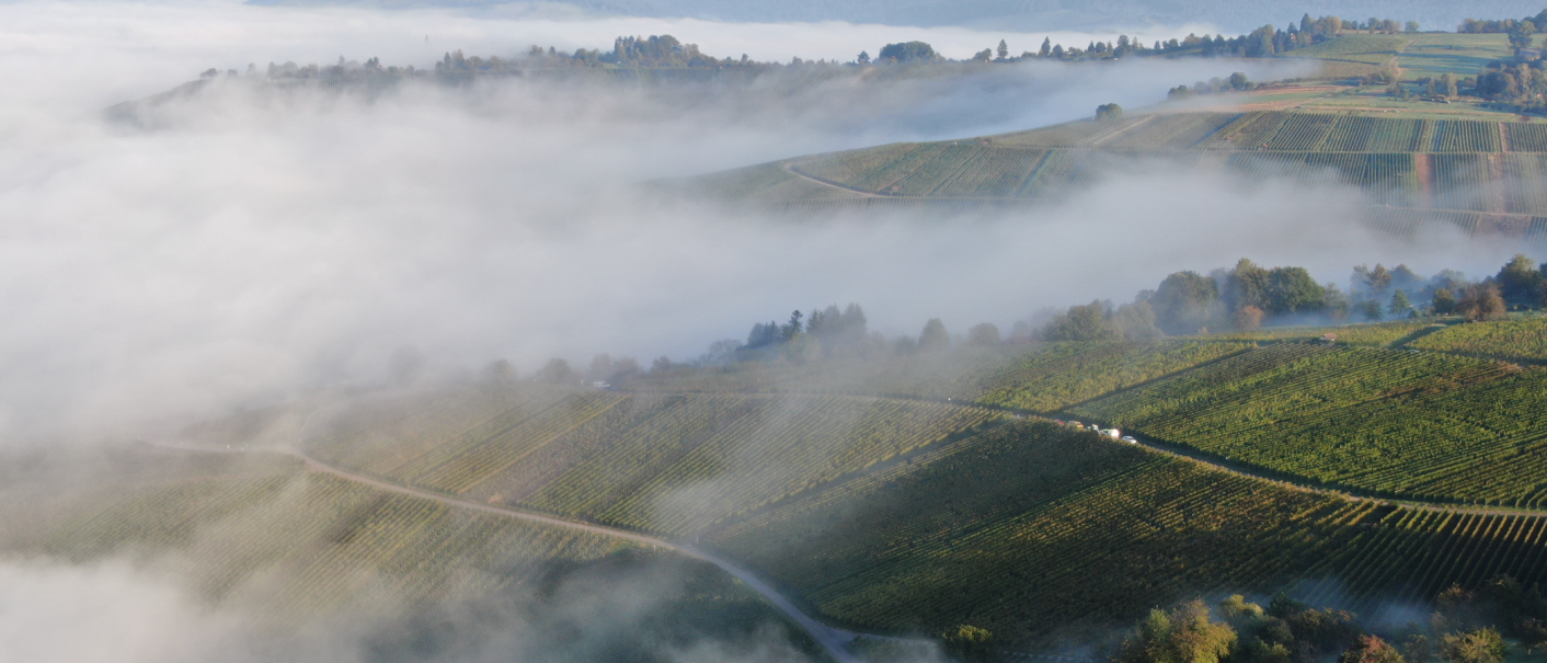 Weinberge im Nebel, grüne Reben und Bäume sind sichtbar. Die Landschaft wirkt ruhig und mystisch., © Weingut Schnaitmann