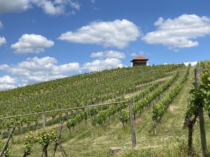 Ein Weinberg mit einem kleinen H&auml;uschen auf einem H&uuml;gel, unter einem blauen Himmel mit wei&szlig;en Wolken., &copy; Weingenuss Stuttgart