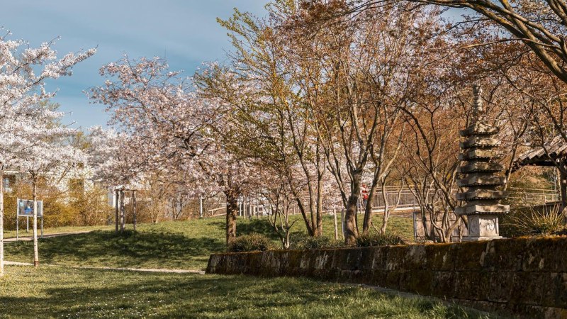 Ein japanischer Garten mit blühenden Kirschbäumen, einer Steinpagode und einem traditionellen Pavillon im Hintergrund., © SMG, Sarah Schmid Ein japanischer Garten mit blühenden Kirschbäumen, einer Steinpagode und einem traditionellen Pavillon im Hintergrund., © SMG, Sarah Schmid