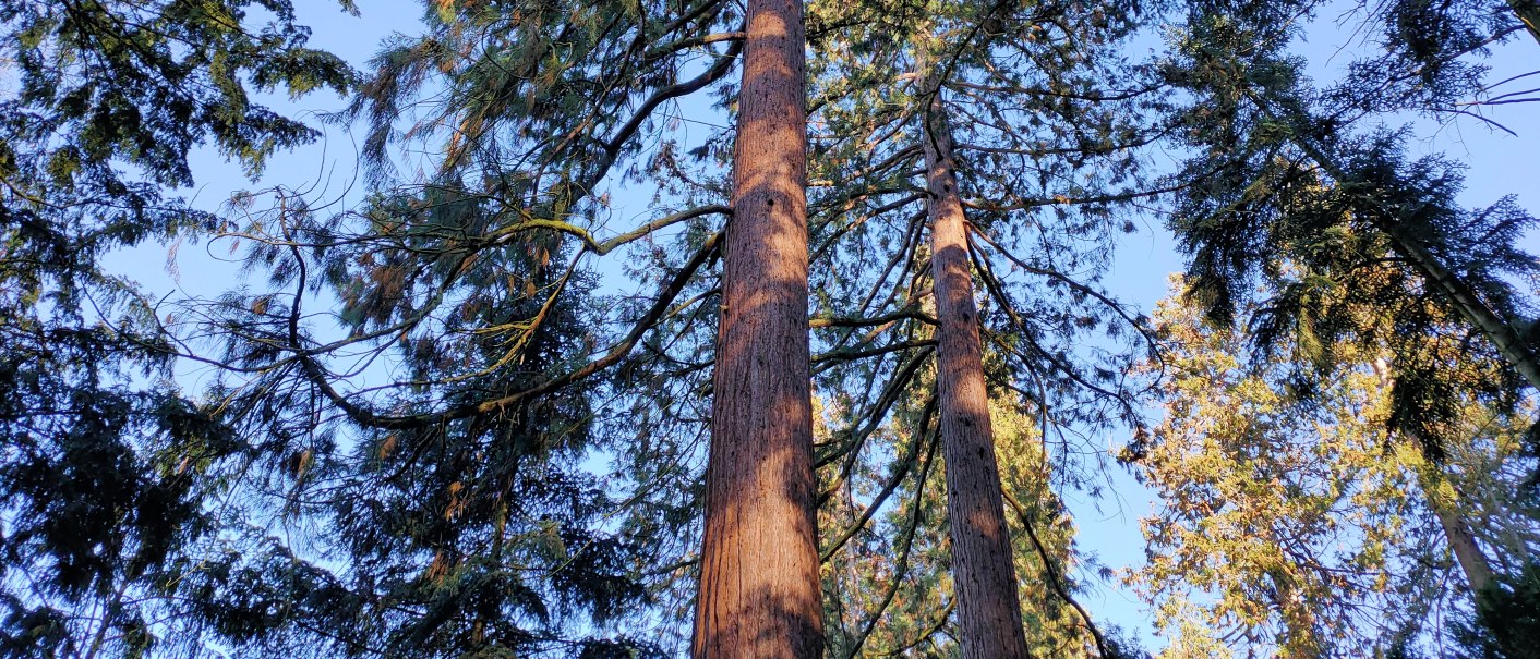 Sequoias, &copy; SMG