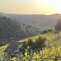 Ein Weinberg am Schimmelhüttenweg bei Sonnenuntergang. Im Hintergrund sind bewaldete Hügel und ein kleines Haus zu sehen., © weinvomhaigst Ein Weinberg am Schimmelhüttenweg bei Sonnenuntergang. Im Hintergrund sind bewaldete Hügel und ein kleines Haus zu sehen., © weinvomhaigst