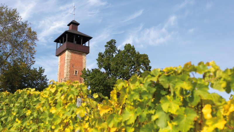 Der Aussichtsturm Burgholzhof in Stuttgart ragt hinter grünen Weinreben und Bäumen in den blauen Himmel., © SMG, Achim Mende
