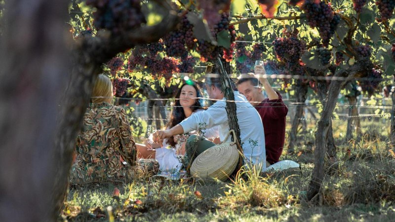 Eine Gruppe von Menschen sitzt unter Weinreben in einem Weinberg und genießt ein Picknick. Sie trinken Wein und unterhalten sich in entspannter Atmosphäre., © Weingut der Stadt Stuttgart Eine Gruppe von Menschen sitzt unter Weinreben in einem Weinberg und genießt ein Picknick. Sie trinken Wein und unterhalten sich in entspannter Atmosphäre., © Weingut der Stadt Stuttgart