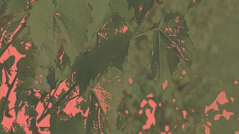 Verfremdetes Bild von Weinblättern und Trauben in einem künstlerischen Stil mit roten und grünen Farbtönen., © HdH BW Verfremdetes Bild von Weinblättern und Trauben in einem künstlerischen Stil mit roten und grünen Farbtönen., © HdH BW