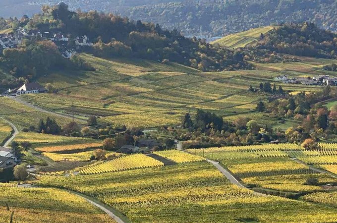 Vineyards on the Herzogenberg in the evening sun, with rolling hills and autumnal colors. A picturesque landscape., © Weingenuss Stuttgart Vineyards on the Herzogenberg in the evening sun, with rolling hills and autumnal colors. A picturesque landscape., © Weingenuss Stuttgart
