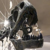 A dinosaur skeleton in the Museum am Löwentor, surrounded by hanging white feathers and illuminated by ceiling spotlights., © Stuttgart-Marketing GmbH, Sarah Schmid