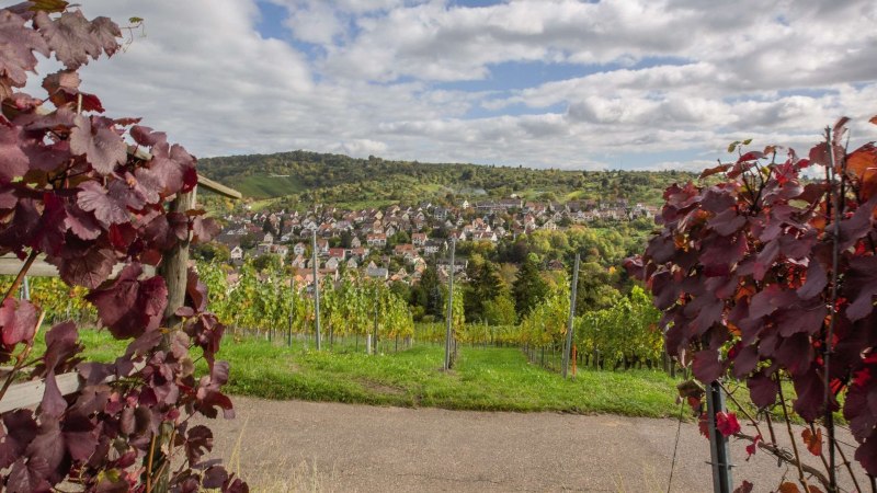 Weinreben mit roten Blättern rahmen den Blick auf eine Stadt in hügeliger Landschaft ein. Der Himmel ist bewölkt., © Stuttgart-Marketing GmbH