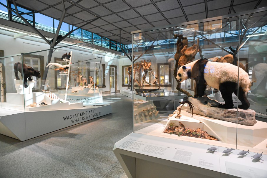 Der Evolutionssaal im Naturkundemuseum Stuttgart zeigt Tierpräparate in Glasvitrinen, darunter ein Panda. Die Ausstellung thematisiert Artenvielfalt., © SMNS, M. Kovalenko Der Evolutionssaal im Naturkundemuseum Stuttgart zeigt Tierpräparate in Glasvitrinen, darunter ein Panda. Die Ausstellung thematisiert Artenvielfalt., © SMNS, M. Kovalenko