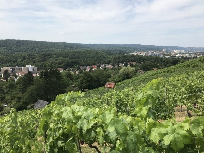 Weinberge in Stuttgart-Feuerbach mit Blick auf die Stadt und umliegende Wälder unter einem bewölkten Himmel., © Weingenuss Stuttgart Weinberge in Stuttgart-Feuerbach mit Blick auf die Stadt und umliegende Wälder unter einem bewölkten Himmel., © Weingenuss Stuttgart