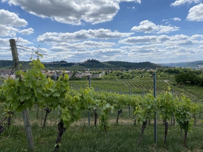 Weinberge in Stuttgart mit gr&uuml;nen Reben, sanften H&uuml;geln und einem blauen Himmel mit wei&szlig;en Wolken., &copy; Weingenuss Stuttgart