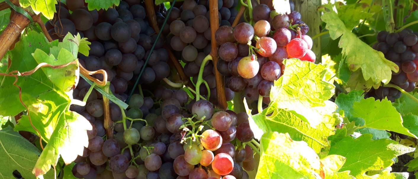 Red grapes hang densely on a vine, surrounded by bright green leaves in the sunlight., © SMG Red grapes hang densely on a vine, surrounded by bright green leaves in the sunlight., © SMG