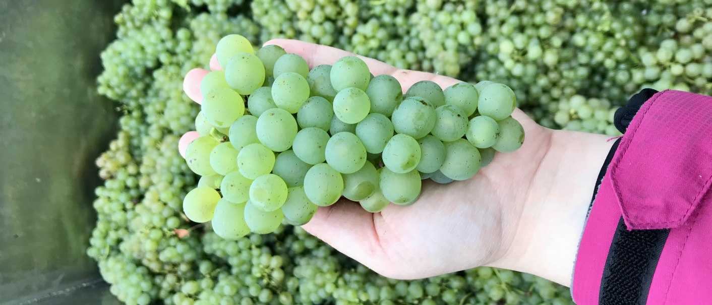 Eine Hand hält eine grüne Traube, umgeben von vielen weiteren Trauben im Hintergrund., © Weinhof Zaiß Eine Hand hält eine grüne Traube, umgeben von vielen weiteren Trauben im Hintergrund., © Weinhof Zaiß