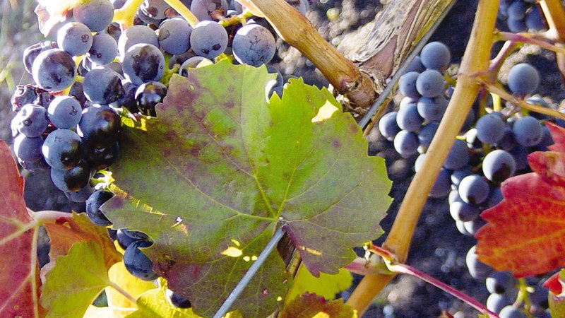 Grapes, © Stuttgart-Marketing GmbH Grapes, © Stuttgart-Marketing GmbH