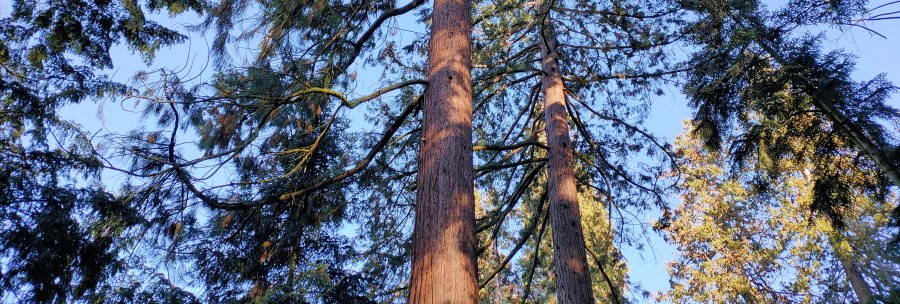 Sequoias, &copy; SMG