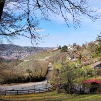 H&uuml;gelige Landschaft mit Weinbergen und kleinen H&uuml;tten, im Hintergrund eine Stadt. B&auml;ume ohne Bl&auml;tter rahmen das Bild ein, blauer Himmel., &copy; SMG