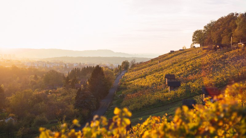 Weinberge im Sonnenuntergang, die Hügel sind in warmes Herbstlicht getaucht. Im Hintergrund eine Stadtlandschaft unter einem klaren Himmel., © 70469R!