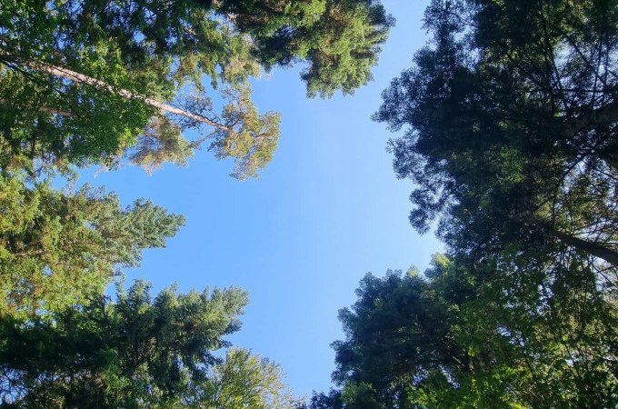 Shinrin Yoku - Forest bathing: Summer fresh and sky blue, © WTM GmbH Waiblingen