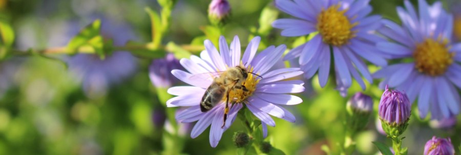 A bee sits on a purple flower, surrounded by other flowers and buds in the green background., &copy; M. Badtke