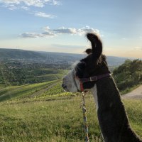 Ein Lama mit Halfter schaut über eine grüne Hügellandschaft in der Abendsonne. Im Hintergrund sind Felder und eine Stadt zu sehen., © Württemberg Alpakas