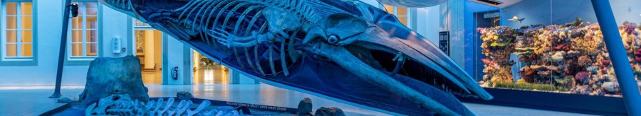 A large whale skeleton in a blue, illuminated exhibition at Rosenstein Castle Natural History Museum., &copy; Stuttgart Marketing GmbH, Sarah Schmid