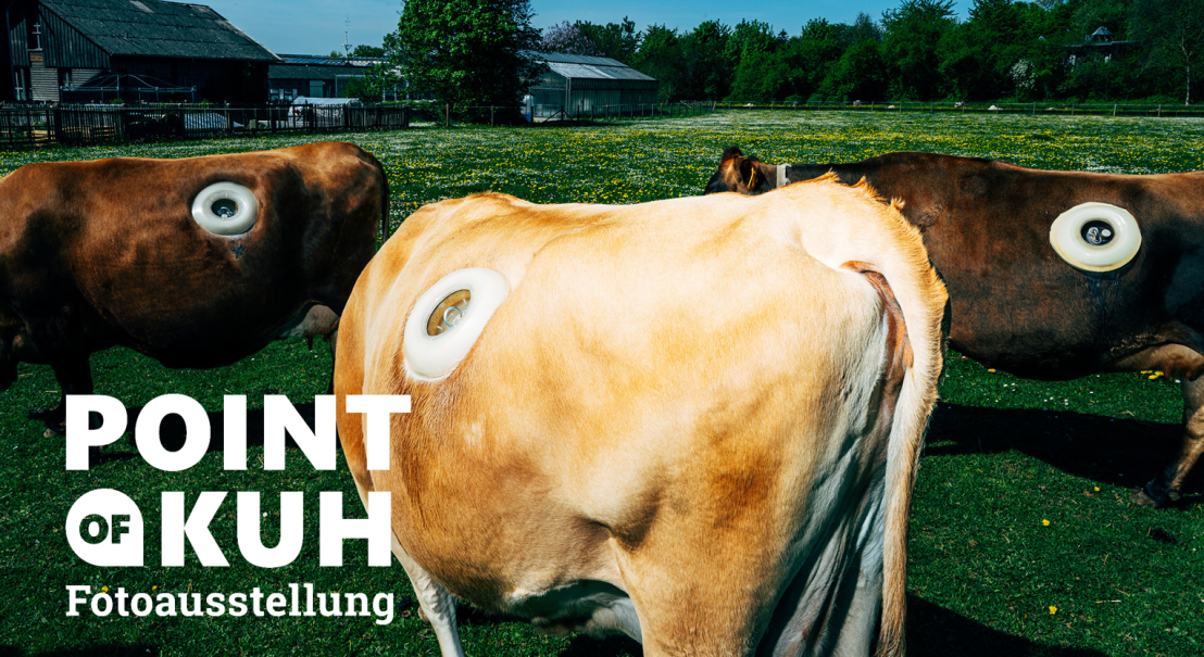 K&uuml;he mit ungew&ouml;hnlichen &Ouml;ffnungen auf einer gr&uuml;nen Wiese, umgeben von Geb&auml;uden und B&auml;umen. Text: 'Point of Kuh Fotoausstellung'., &copy; Nikita Teryoshin