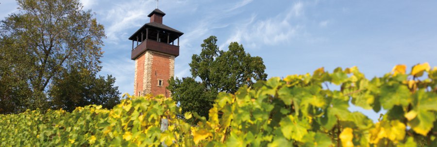 Der Aussichtsturm Burgholzhof in Stuttgart ragt hinter grünen Weinreben und Bäumen in den blauen Himmel., © SMG, Achim Mende