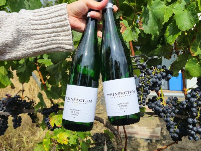 Zwei Flaschen Wein werden von einer Hand vor einem Weinstock mit reifen Trauben pr&auml;sentiert. Die Etiketten tragen den Namen 'Weinfactum'., &copy; Cool-Tours StattReisen
