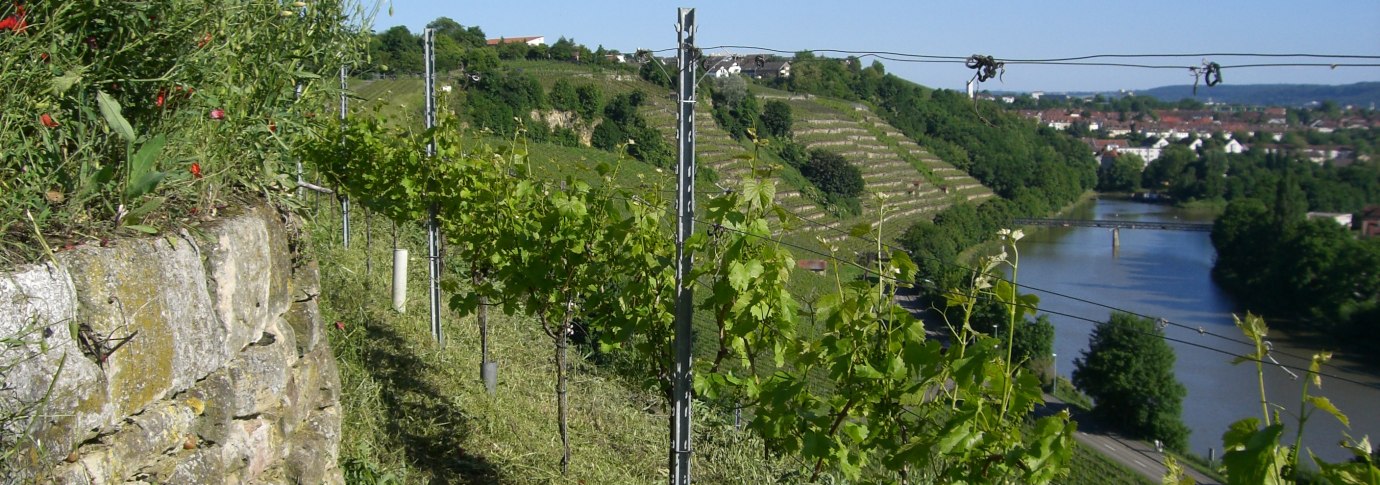 Weinberg mit Reben und bl&uuml;henden Pflanzen am Rand. Im Hintergrund flie&szlig;t ein Fluss durch eine gr&uuml;ne Landschaft unter blauem Himmel., &copy; Weingut Warth