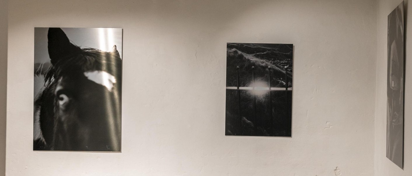 Galerie mit Schwarz-Weiß-Fotografien an der Wand, darunter ein Pferdeporträt. Betonbänke stehen auf dem Boden., © SMG, Sarah Schmid