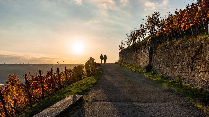 Zwei schemenhafte Personen spazieren auf einem Weinwanderweg, fotografiert im Gegenlicht der tiefstehenden Sonne. Links und rechts des Weges sind Weinreben mit buntem Herbstlaub., &copy; SMG, Frank Hoerner