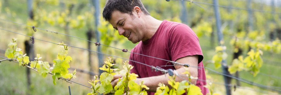 A man in a red T-shirt tending vines in a green vineyard., © Weingut Zaiß