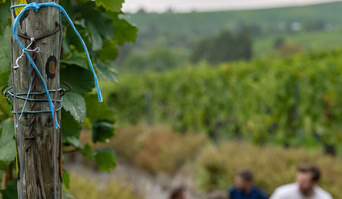 Sign 'Weinwanderweg Stuttgart' on a post, in the background blurred hikers and vineyards., &copy; Stuttgart-Marketing GmbH, Martina Denker